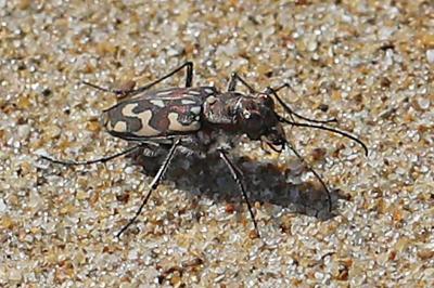 Lophyra flexuosa