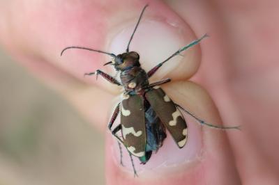 <i>Cicindela hybrida</i>