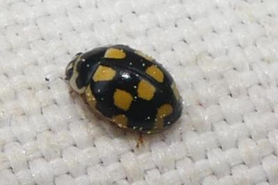 Propylea quatuordecimpunctata