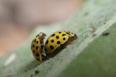 Psyllobora vigintiduopunctata