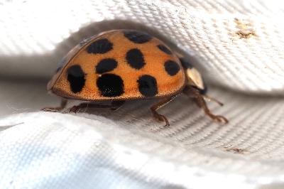 Harmonia axyridis