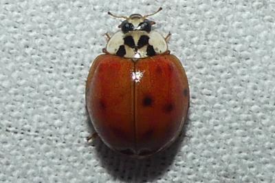 Harmonia axyridis