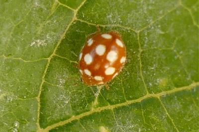 <i>Vibidia duodecimguttata</i>