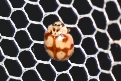 <i>Adalia decempunctata</i>