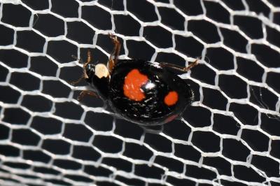 <i>Harmonia axyridis</i>