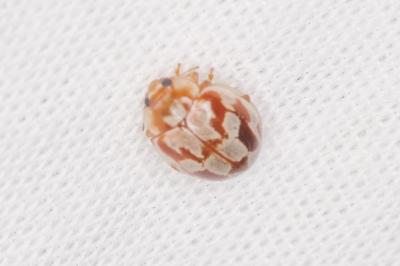 <i>Myrrha octodecimguttata</i>