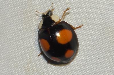 <i>Harmonia axyridis</i>