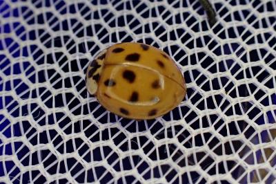 <i>Harmonia axyridis</i>