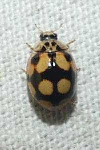 <i>Adalia decempunctata</i>
