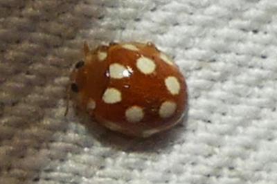 <i>Vibidia duodecimguttata</i>