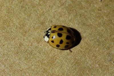 <i>Harmonia axyridis</i>