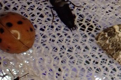 <i>Harmonia axyridis</i>