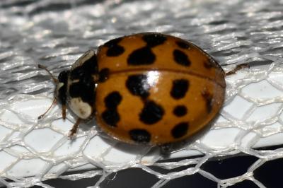 <i>Harmonia axyridis</i>