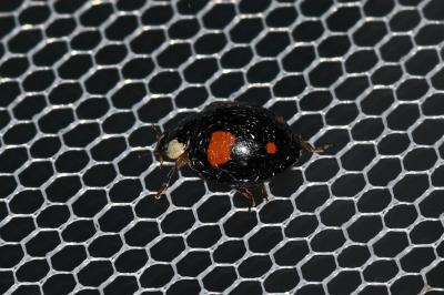 <i>Harmonia axyridis</i>