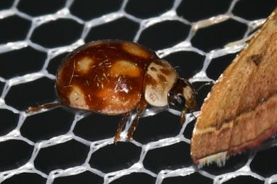 <i>Adalia decempunctata</i>
