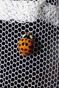 <i>Harmonia axyridis</i>