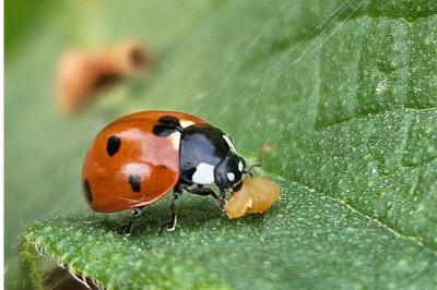 <i>Coccinella septempunctata</i>