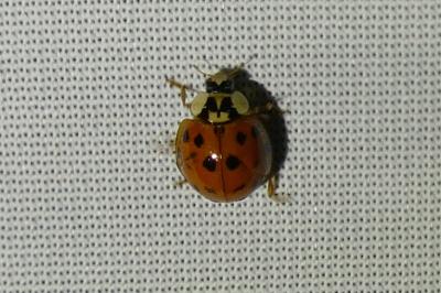 <i>Harmonia axyridis</i>