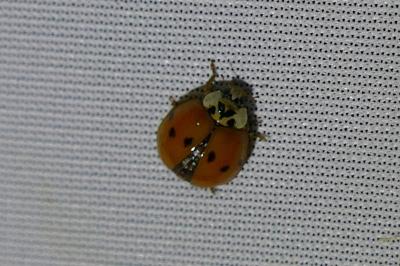 <i>Harmonia axyridis</i>