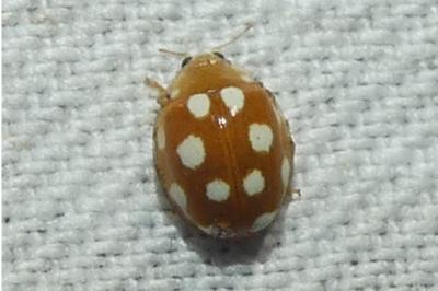 <i>Vibidia duodecimguttata</i>