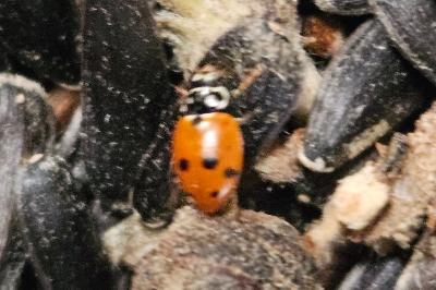 <i>Hippodamia variegata</i>