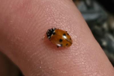 <i>Hippodamia variegata</i>