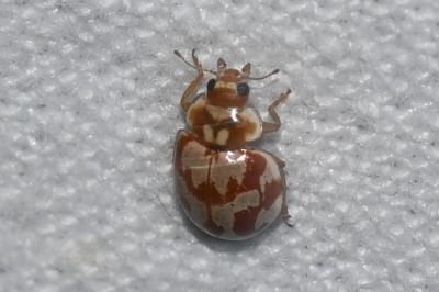<i>Myrrha octodecimguttata</i>