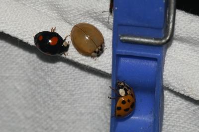 <i>Harmonia axyridis</i>