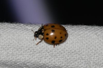 <i>Harmonia axyridis</i>