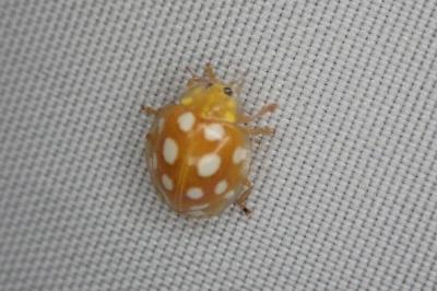 <i>Halyzia sedecimguttata</i>