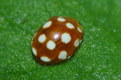 Vibidia duodecimguttata