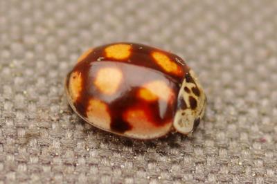 Adalia decempunctata