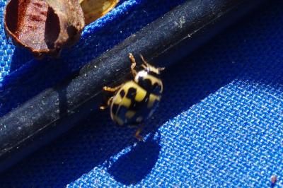 Propylea quatuordecimpunctata