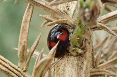 Exochomus quadripustulatus