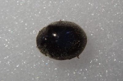 Rhyzobius forestieri