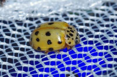 Harmonia quadripunctata