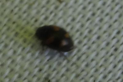 Nephus quadrimaculatus