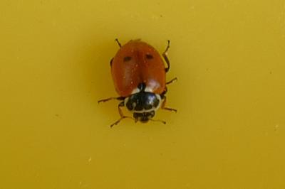 Hippodamia variegata