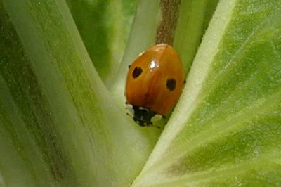 Adalia bipunctata