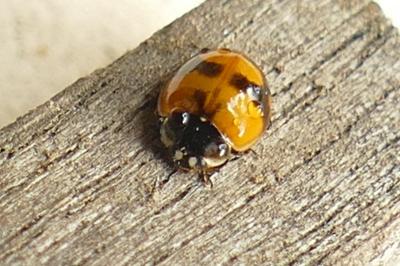 Adalia decempunctata