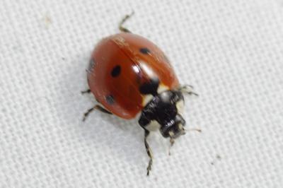 Coccinella septempunctata