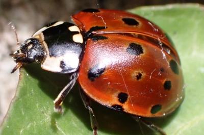 Anatis ocellata