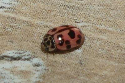 Oenopia conglobata
