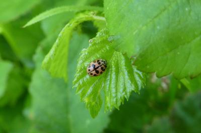 Oenopia conglobata