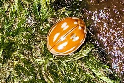 Myzia oblongoguttata