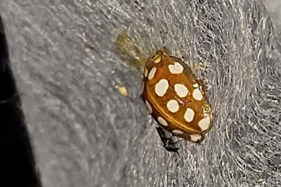 Halyzia sedecimguttata