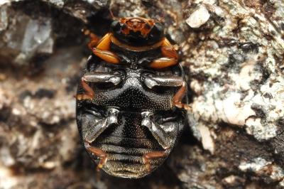 Hyperaspis campestris