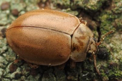 Aphidecta obliterata