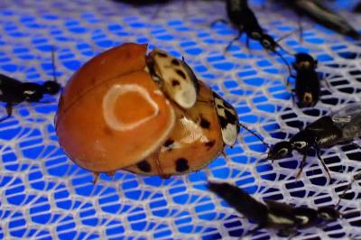 <i>Harmonia axyridis</i>