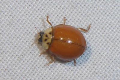 <i>Harmonia axyridis</i>